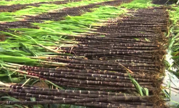 kollam-thenmala-Pongal-festival