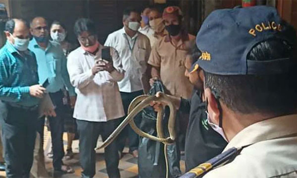 Snake AT Bombay High Court Judge's Chamber 