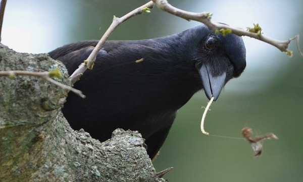 sweden-uses-crows-as-weapon-aganist-street-litter