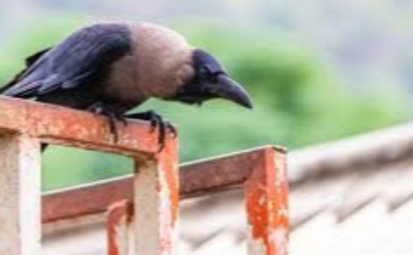 sweden uses crows as weapon 