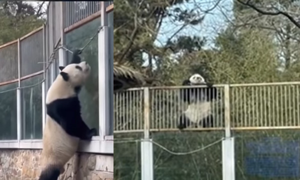 panda-escapes-from-zoo-enclosure-in-hilarious-video