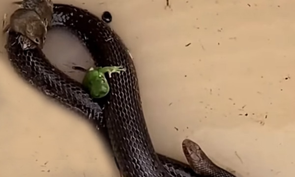 mice-frogs-and-beetle-ride-on-snakes-back-to-escape-floods