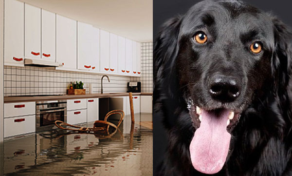 dog-know-how-to-turn-tap-on-and-floods-kitchen-four-lakhs-damage