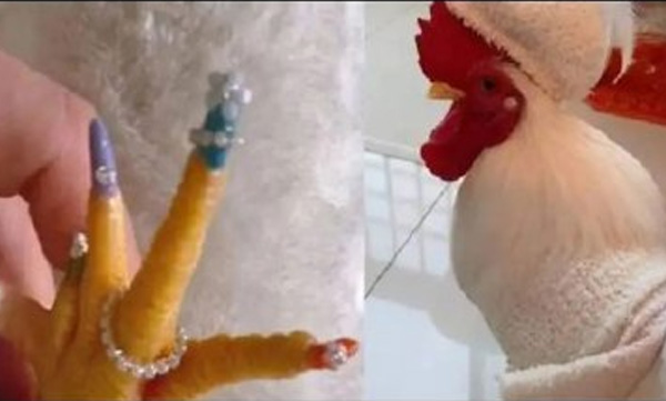 pedicures-for-chicken-images-viral