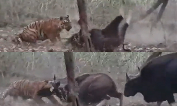 The wild betrayal of a wild buffalo by a tiger feeding on its own species