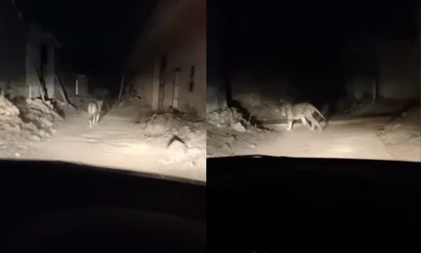 man-chases-and-harasses-lion-in-car-video-viral