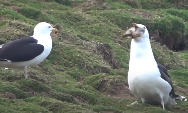 seagull-pulls-rabbit-out-of-hole-swallows-it-whole