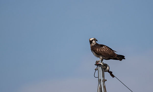 seagulls-attacking-people-and-dogs-council-hire-hawk-to-tackle
