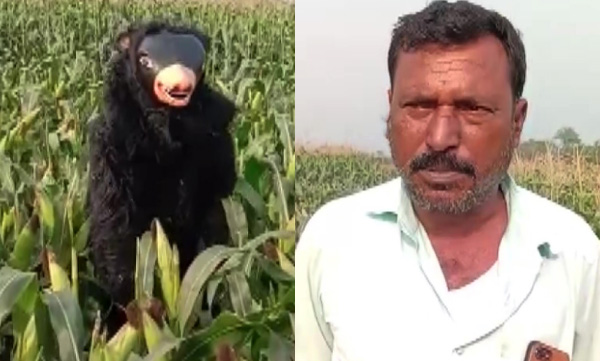  in-telangana-farmer-disguises-himself-as-bear-to-safeguard-his-crops-from-monkeys