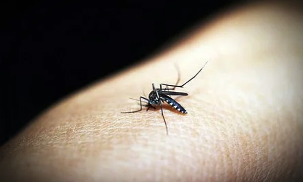  next-pandemic-could-be-caused-by-insect-borne-viruses-like-zika-dengue-who