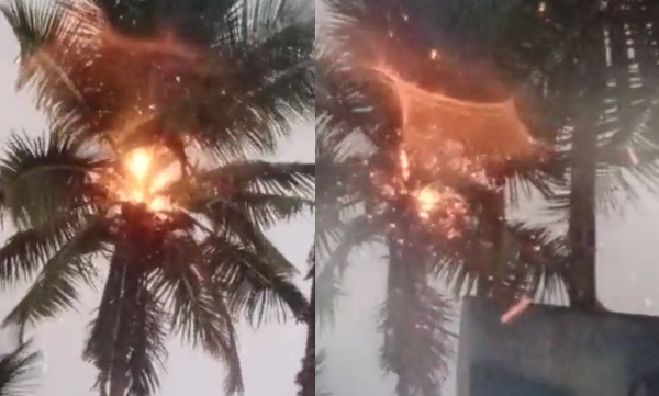 coconut-tree-caught-fire-after-a-lightning-at-kolani-bypass-road-thodupuzha-in-idukki