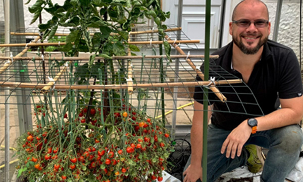 british-gardener-grows-over-1200-tomatoes-on-single-stem