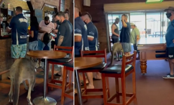 kangaroo-enters-into-a-bar-in-australia-customers-reaction-surprises