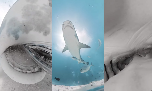 shark-swallowed-a-photographer-s-camera-viral-video