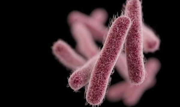 Shigella in kasargod