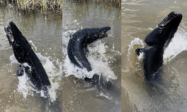 us-fishermen-catch-rarely-seen-jet-black-river-beast-in-texas-internet-calls-it-terrifying