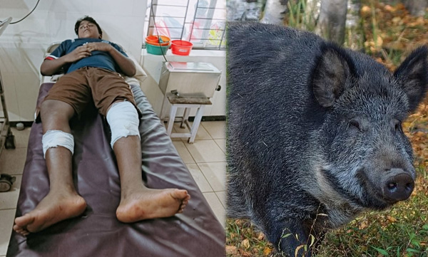 wild-boar-attack-in-thiruvambadi-12-year-old-hospitalized