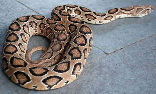 Snake bites boy at school bus 