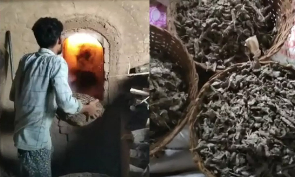 550-kg-of-cannabis-was-burnt-and-destroyed-in-thrissur