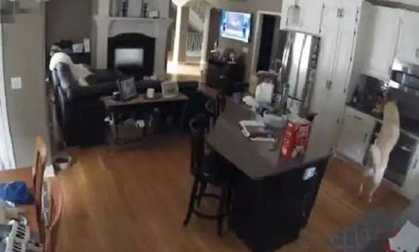 dog-accidently-turning-on-gas-stove-and-starts-house-fire