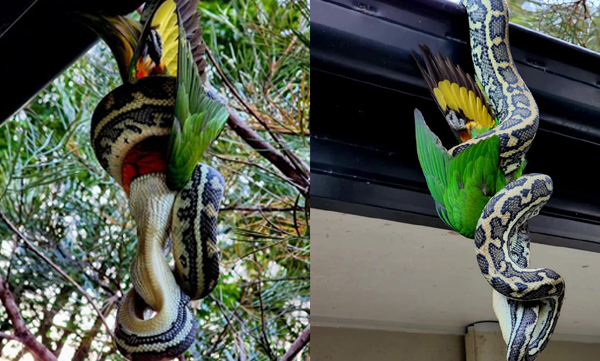 giant-python-feasts-on-rainbow-lorikeet-while-hanging-upside-down