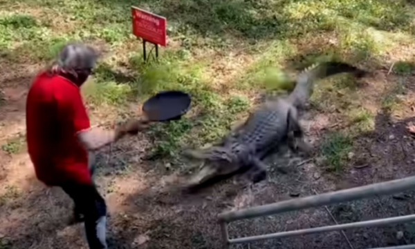 australian-pub-owner-fights-off-crocodile-with-frying-pan