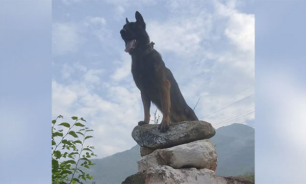 Army Dog 'Zoom' Dies Of Injuries 