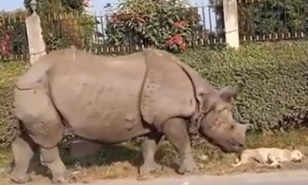 dog-sleeping-on-roadside-suddenly-a-rhino-came-and-started-nudges-dog-woke-up-and-then-what-happened