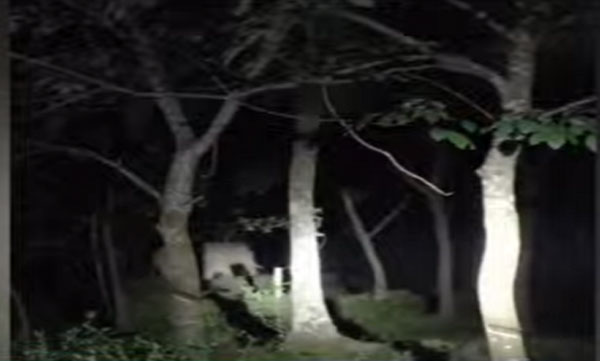 wild elephant PT7 came again