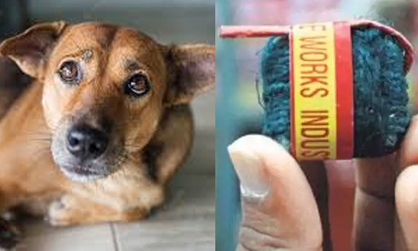 stray dog's jaws and tongue ripped out; firecracker injury