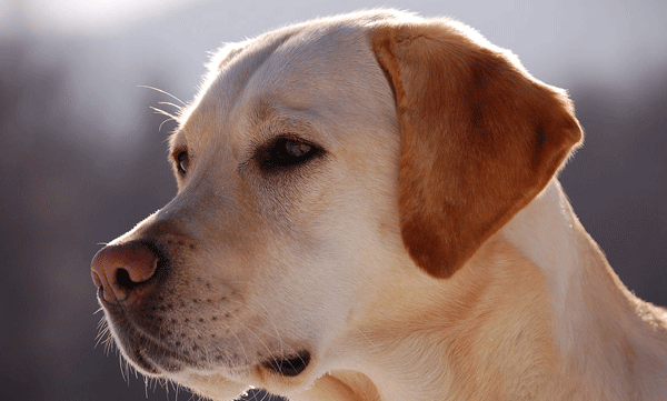 pets-help-protect-your-brain-as-you-get-older-says-study