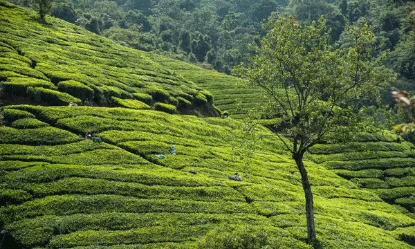 kerala in newyorktimes list