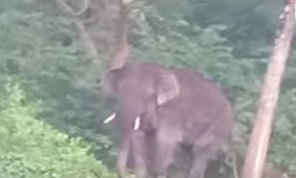 PT7 again at palakkad Dhoni