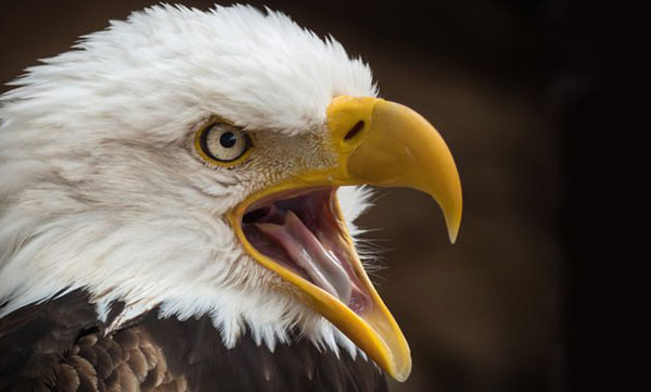 Seven hawks waiting to pounce,villagers cant go out