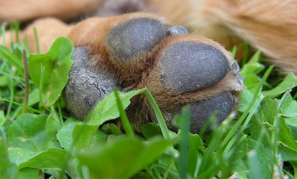 The adopted pet dog later took the life of the family's three-month-old baby