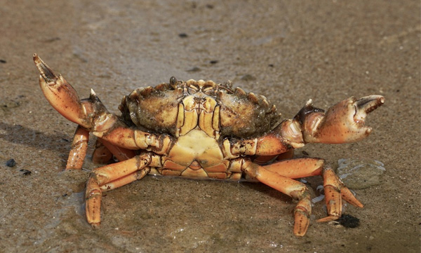 Has anyone seen a crab, now it is not possible to get a crab even by name