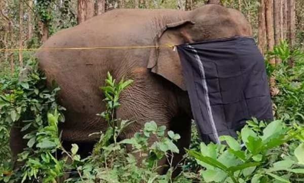 15-gauge pellets from a local gun; The forest guards removed them from PT 7's body