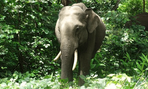 wild elephant attack