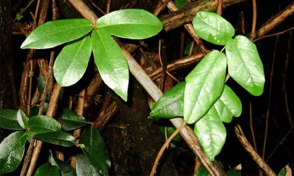 The strangest plant in the plant world has gone viral