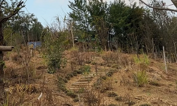 Mangoes in Nagaland village and the farm revolution. Plums, kiwis, apples