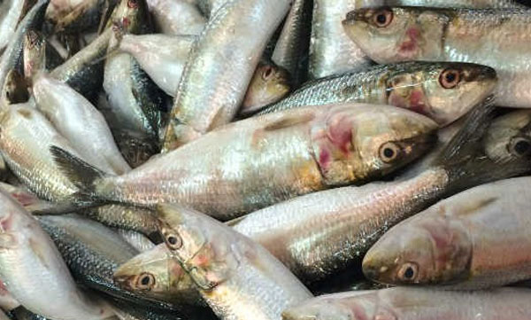 Pongate Hailasa...the net is so crowded that it cannot be lifted