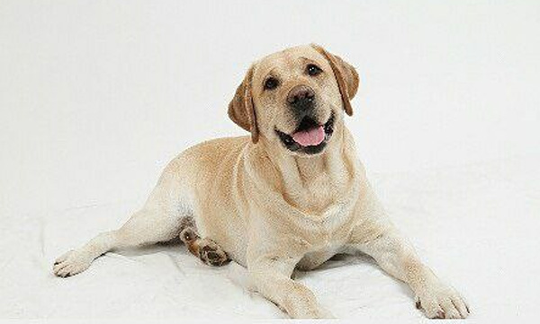 What cruelty to this mute animal.. The young woman and young man harassed the puppy; Video