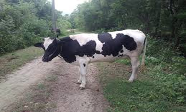 He got scared seeing the cow that came to stab him; The mother and baby fell into the well