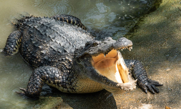 A young man who went down to the river for fishing was swallowed alive by a crocodile