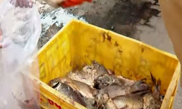 Rotten fish caught in Maradu, Kochi