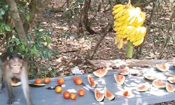 Nagalayam Committee arranged a place to serve food to the monkeys