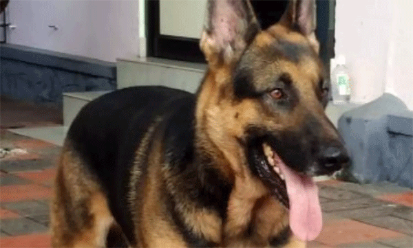 Went to find the theft case; Coconut falls on police dog's head; He was scared