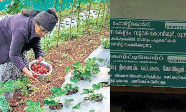 "Soon money to those who sell vegetables to Horticorp", Agriculture Minister's promise was wasted; Farmers of Vattavada exclude Horticorp
