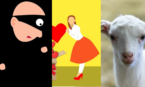 Valentine's Day gift for girlfriend; A lover who steals a goat; Later the police caught him