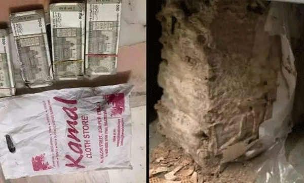 Money kept in bank locker for safe keeping: Termites ate Rs 2.15